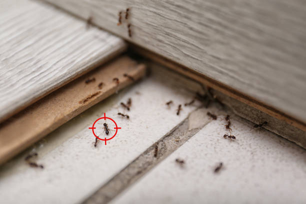 Best Best Pest Control Companies  in Smithton, IL
